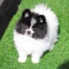 Bruno (1) Male Pomeranian Puppy Ready for Adoption – Bruno