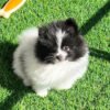 Bruno (2) Male Pomeranian Puppy Ready for Adoption – Bruno