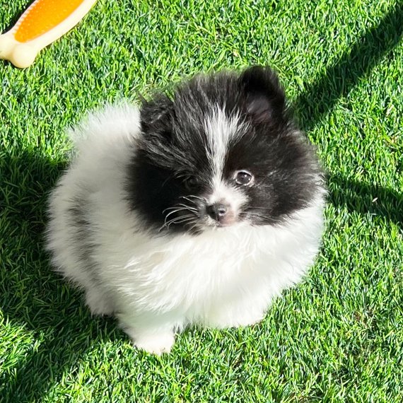 Bruno (2) Male Pomeranian Puppy Ready for Adoption – Bruno