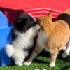 Bruno (4) Male Pomeranian Puppy Ready for Adoption – Bruno