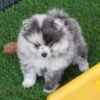 Piper (1) Male Pomeranian Puppy Ready for Adoption – Piper