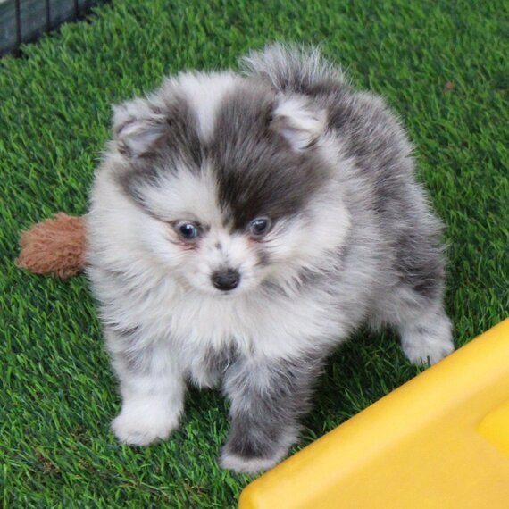 Piper (1) Male Pomeranian Puppy Ready for Adoption – Piper