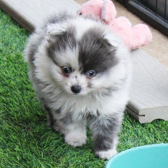 Piper (4) Male Pomeranian Puppy Ready for Adoption – Piper