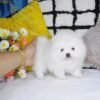 Female Pomeranian Puppy Ready for Adoption – Matt