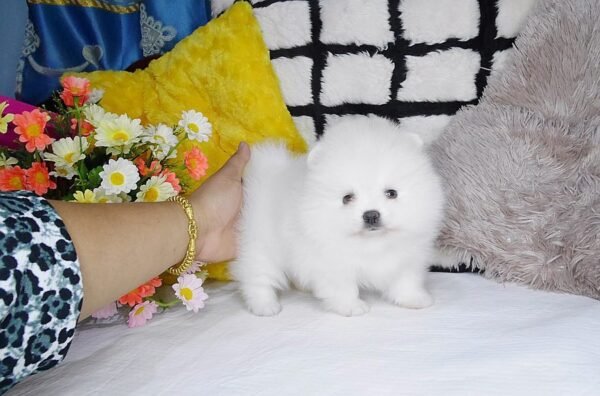 Female Pomeranian Puppy Ready for Adoption – Matt