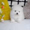 Female Pomeranian Puppy Ready for Adoption – Matt