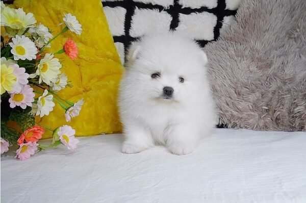 Female Pomeranian Puppy Ready for Adoption – Matt