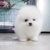 Female Pomeranian Puppy Ready for Adoption – Matt