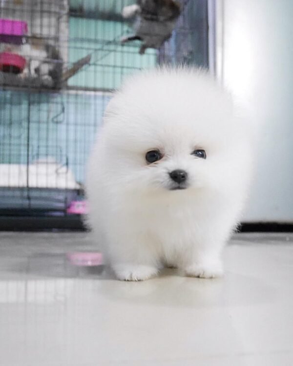 Female Pomeranian Puppy Ready for Adoption – Matt