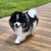 WhatsApp Image 2026-04-22 at 11.23.06 Female Pomeranian Puppy Ready for Adoption – Katty