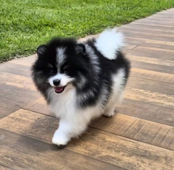 WhatsApp Image 2026-04-22 at 11.23.06 Female Pomeranian Puppy Ready for Adoption – Katty