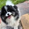 WhatsApp Image 2026-04-22 at 11.23.07 (1) Female Pomeranian Puppy Ready for Adoption – Katty