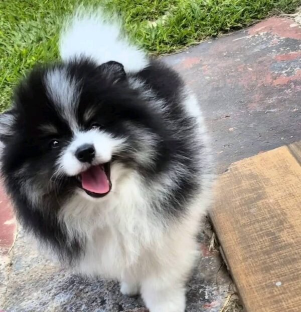 WhatsApp Image 2026-04-22 at 11.23.07 (1) Female Pomeranian Puppy Ready for Adoption – Katty