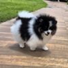 WhatsApp Image 2026-04-22 at 11.23.07 Female Pomeranian Puppy Ready for Adoption – Katty
