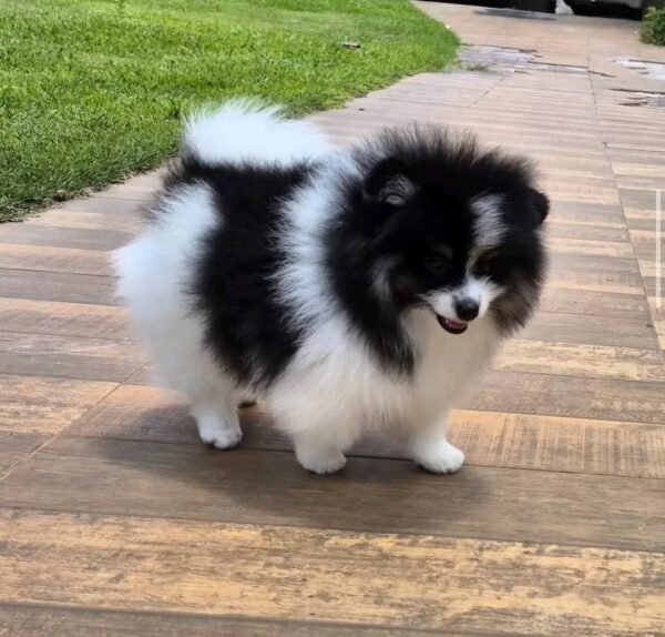 WhatsApp Image 2026-04-22 at 11.23.07 Female Pomeranian Puppy Ready for Adoption – Katty