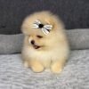 WhatsApp Image 2026-04-22 at 11.24.38 (1) Female Pomeranian Puppy Ready for Adoption – Luna