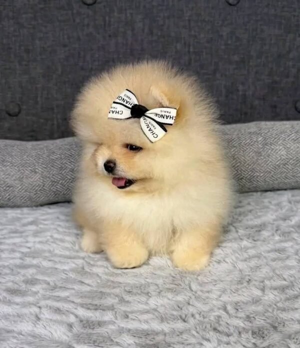 WhatsApp Image 2026-04-22 at 11.24.38 (1) Female Pomeranian Puppy Ready for Adoption – Luna
