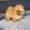 WhatsApp Image 2026-04-22 at 11.24.38 Female Pomeranian Puppy Ready for Adoption – Luna