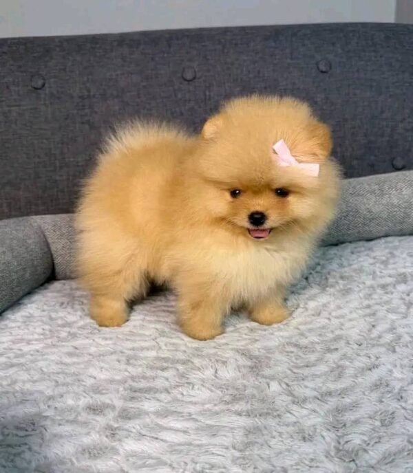 WhatsApp Image 2026-04-22 at 11.24.38 Female Pomeranian Puppy Ready for Adoption – Luna