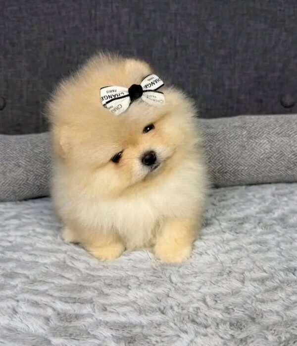 WhatsApp Image 2026-04-22 at 11.24.39 Female Pomeranian Puppy Ready for Adoption – Luna