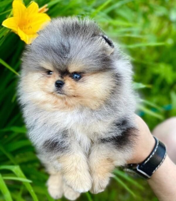 WhatsApp Image 2026-04-22 at 11.32.04 (1) Male Pomeranian Puppy Ready for Adoption – Bentley