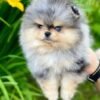 WhatsApp Image 2026-04-22 at 11.32.04 Male Pomeranian Puppy Ready for Adoption – Bentley