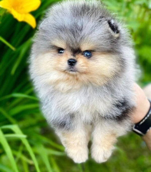 WhatsApp Image 2026-04-22 at 11.32.04 Male Pomeranian Puppy Ready for Adoption – Bentley