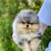 WhatsApp Image 2026-04-22 at 11.32.05 Male Pomeranian Puppy Ready for Adoption – Bentley
