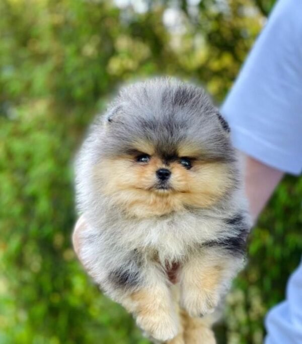 WhatsApp Image 2026-04-22 at 11.32.05 Male Pomeranian Puppy Ready for Adoption – Bentley