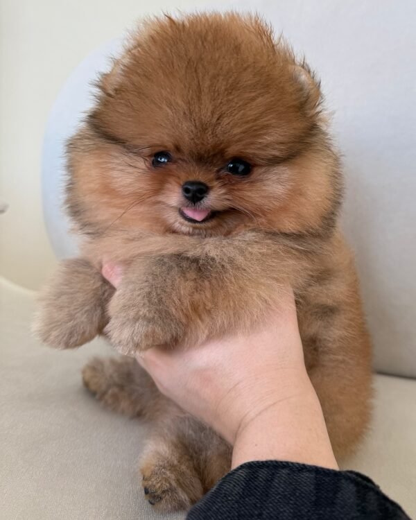 Male Pomeranian Puppy Ready for Adoption – Belo