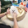 Female Pomeranian Puppy Ready for Adoption – Lily