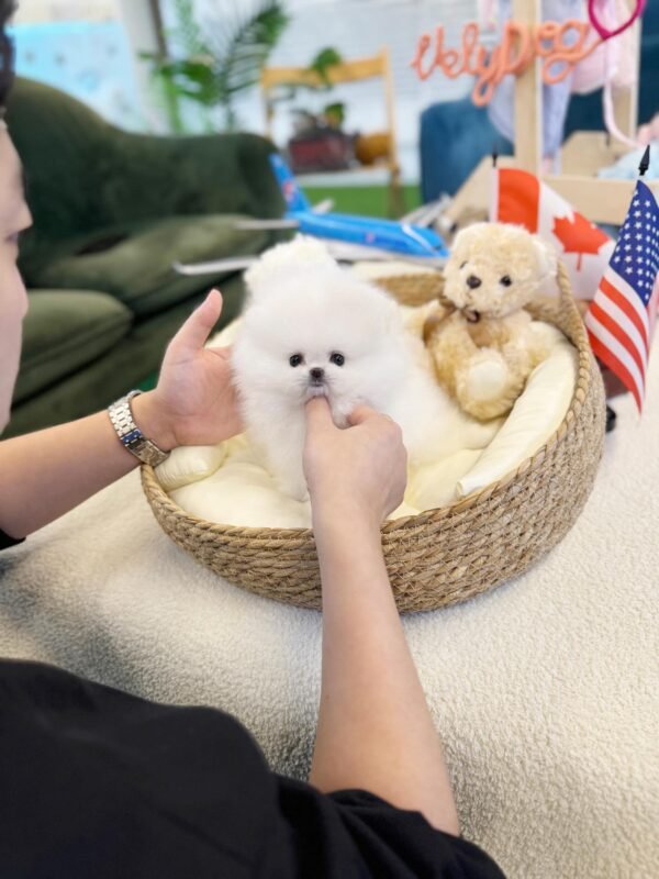 Female Pomeranian Puppy Ready for Adoption – Lily