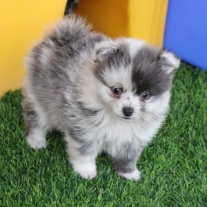 Piper (2) Piper (2)