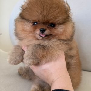 mini_mishki_boo_2_1750519922_3659948834494110136_48630973583 mini_mishki_boo_2_1750519922_3659948834494110136_48630973583